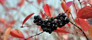 aronia