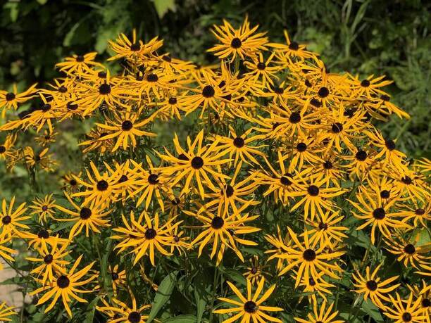 rudbekia