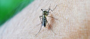 Ako sa zbaviť komárov a hmyzu - účinné odpudzovače a repelenty