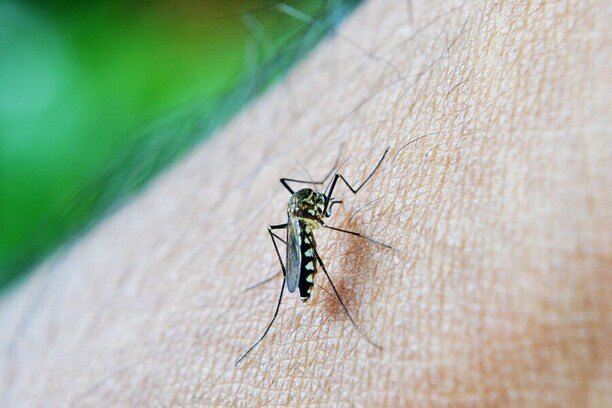 Ako sa zbaviť komárov a hmyzu - účinné odpudzovače a repelenty