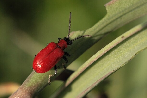 Lilioceris lilii