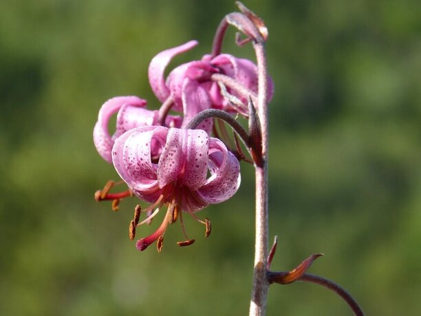 Lilium martagon