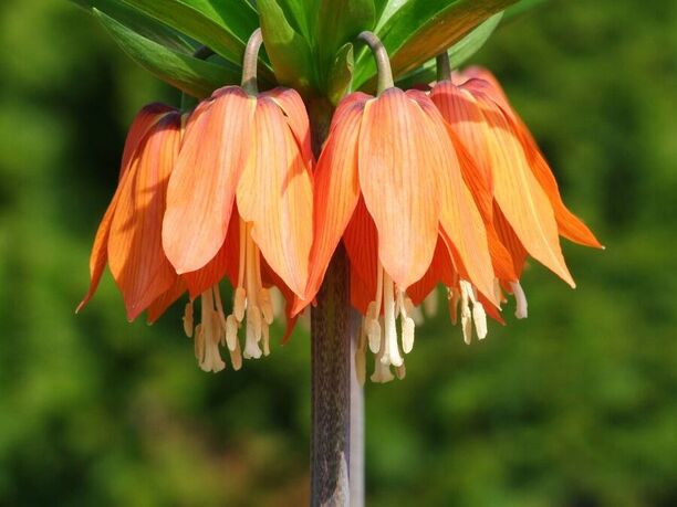 Fritillaria imperialis