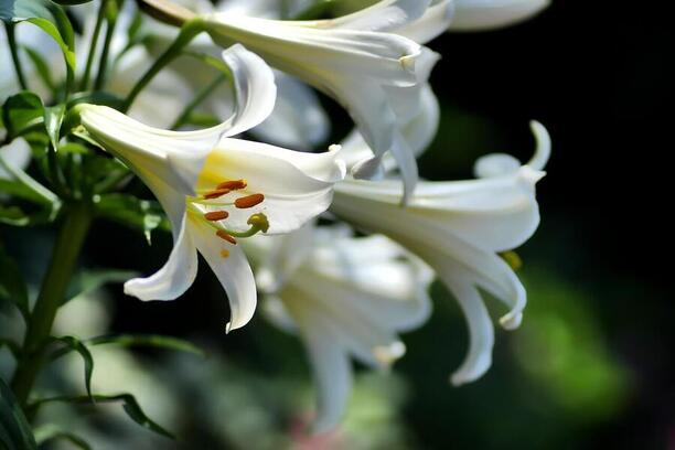 Lilium Regale Album