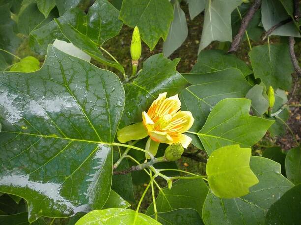 Liriodendron tulipifera