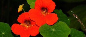 Nasturtium Nasturtium