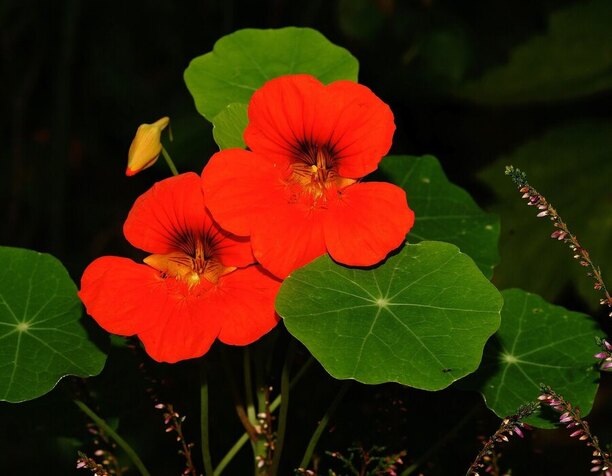 Nasturtium