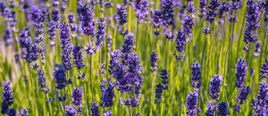 Lavandula angustifolia Lavandula angustifolia