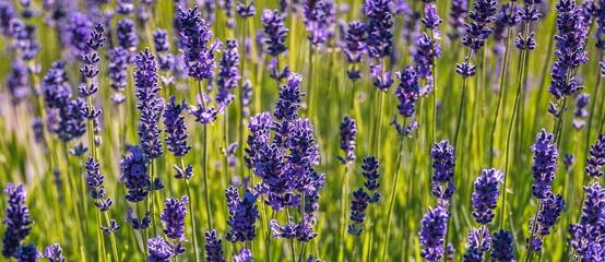 Lavandula angustifolia Lavandula angustifolia