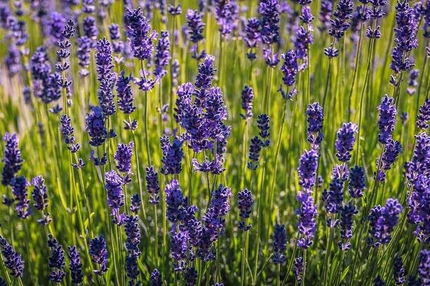 Lavandula angustifolia