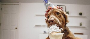 Dog with cake