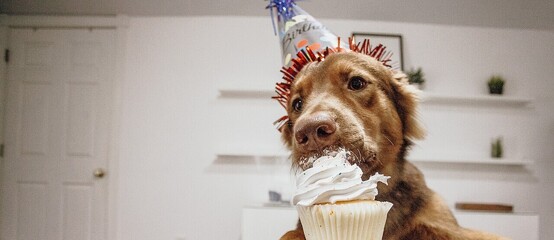 Dog with cake Dog with cake