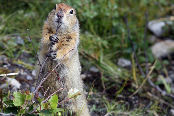 Národný park Denali – fauna a flóra