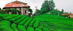 Čajové plantáže Čajové plantáže