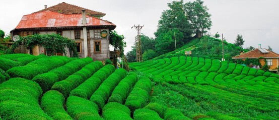 Čajové plantáže Čajové plantáže