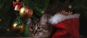 Vianoce s mačkou