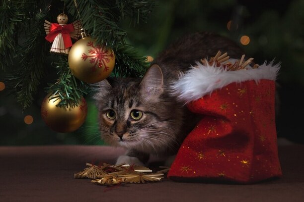 Vianoce s mačkou