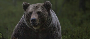 Medveď hnedý: Čo robiť ak stretnem medveďa a spreje na medvede
