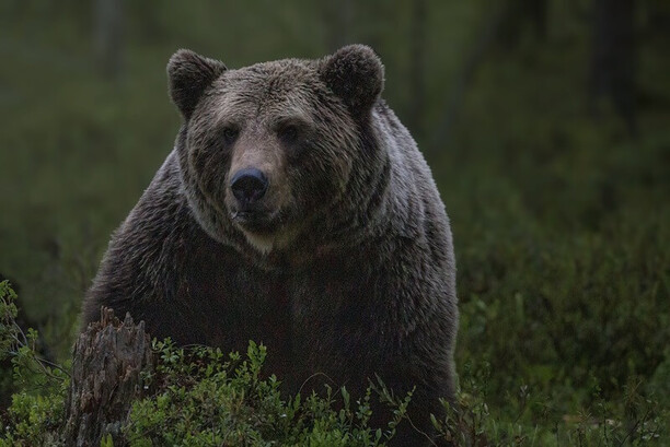 Medveď hnedý: Čo robiť ak stretnem medveďa a spreje na medvede
